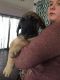 English Mastiff Puppies for sale in 4787 Maloney Rd, Pinconning, MI 48650, USA. price: NA