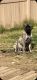 English Mastiff Puppies for sale in Jurupa Valley, CA, USA. price: NA