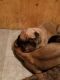 English Mastiff Puppies for sale in Akron, OH, USA. price: NA