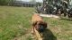 English Mastiff Puppies for sale in Columbia, SC, USA. price: $1,000