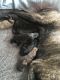 English Mastiff Puppies for sale in Craig, CO 81625, USA. price: NA