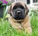 English Mastiff Puppies for sale in Newmanstown, PA 17073, USA. price: $1,500