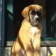 English Mastiff Puppies for sale in Newark, DE, USA. price: NA