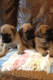 English Mastiff Puppies for sale in Atlas, MI 48411, USA. price: $1,200
