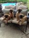 English Mastiff Puppies for sale in Atlas, MI 48411, USA. price: $800