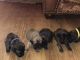 English Mastiff Puppies for sale in Garrison, TX 75946, USA. price: NA