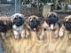English Mastiff Puppies for sale in Alpena, MI 49707, USA. price: NA