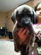 English Mastiff Puppies for sale in Blanchard, MI 49310, USA. price: NA