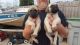 English Mastiff Puppies for sale in Milwaukee, WI, USA. price: NA