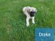 English Mastiff Puppies for sale in Austintown, OH, USA. price: $900