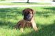 English Mastiff Puppies for sale in Sugarcreek, OH 44681, USA. price: $1,300