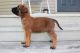 English Mastiff Puppies for sale in Sugarcreek, OH 44681, USA. price: $1,300