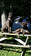 English Mastiff Puppies for sale in Jonesville, MI 49250, USA. price: $700