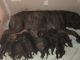 English Mastiff Puppies for sale in Jonesville, MI 49250, USA. price: NA