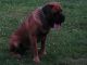 English Mastiff Puppies for sale in Tuscarawas County, OH, USA. price: $1,000