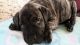 English Mastiff Puppies for sale in Carthage, TX 75633, USA. price: $800
