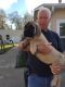 English Mastiff Puppies for sale in Dayton, TX 77535, USA. price: NA
