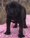 English Mastiff Puppies for sale in Sandy, UT, USA. price: NA