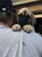 English Mastiff Puppies for sale in Ellijay, GA 30540, USA. price: $999