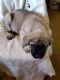English Mastiff Puppies for sale in Kingman, AZ, USA. price: NA
