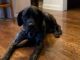 English Mastiff Puppies for sale in Winchester, VA 22601, USA. price: $1,400