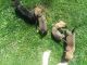 English Mastiff Puppies for sale in Rich Hill, MO 64779, USA. price: NA