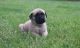 English Mastiff Puppies for sale in New York, NY, USA. price: NA