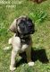 English Mastiff Puppies for sale in Hanover, PA 17331, USA. price: $1,000