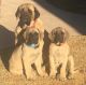 English Mastiff Puppies for sale in El Paso, TX, USA. price: NA