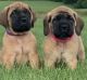 English Mastiff Puppies for sale in Henderson, KY 42420, USA. price: NA