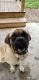 English Mastiff Puppies for sale in Wilson, WI 54027, USA. price: $500