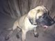 English Mastiff Puppies for sale in Bakersfield, CA, USA. price: $700