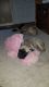 English Mastiff Puppies for sale in Harriman, TN 37748, USA. price: $800