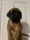English Mastiff Puppies for sale in Decatur, IN 46733, USA. price: NA
