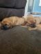 English Mastiff Puppies for sale in Grass Valley, CA, USA. price: $100