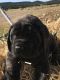 English Mastiff Puppies for sale in Walsenburg, CO 81089, USA. price: NA