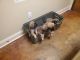 English Mastiff Puppies for sale in Pelahatchie, MS, USA. price: NA