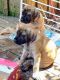 English Mastiff Puppies for sale in Little Rock, AR, USA. price: NA