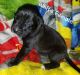 English Mastiff Puppies for sale in Mancelona, MI 49659, USA. price: $600