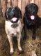 English Mastiff Puppies for sale in Ashland, KY, USA. price: $1,500