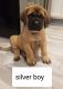 English Mastiff Puppies for sale in South Bend, IN, USA. price: NA