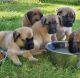 English Mastiff Puppies for sale in Mendon, NY, USA. price: NA