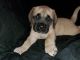 English Mastiff Puppies for sale in Indianapolis, IN, USA. price: NA