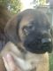 English Mastiff Puppies for sale in Meredosia, IL 62665, USA. price: $500