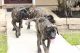 English Mastiff Puppies for sale in Prairieville, LA 70769, USA. price: NA
