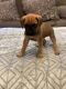 English Mastiff Puppies for sale in Metamora, MI 48455, USA. price: NA