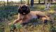 English Mastiff Puppies for sale in Howe, TX, USA. price: NA