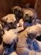 English Mastiff Puppies for sale in Newport, WA 99156, USA. price: $1,300
