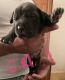 English Mastiff Puppies for sale in Ypsilanti, MI 48198, USA. price: NA