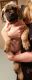 English Mastiff Puppies for sale in Newport, WA 99156, USA. price: $900